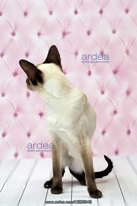  : Cat Siamese