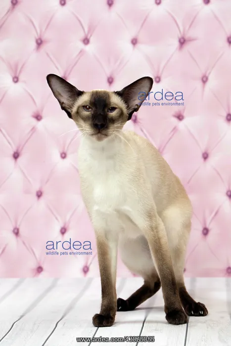  : Cat Siamese