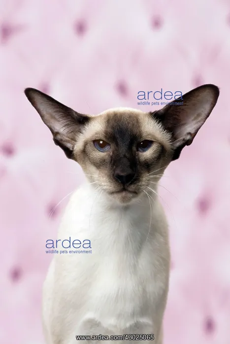  : Cat Siamese