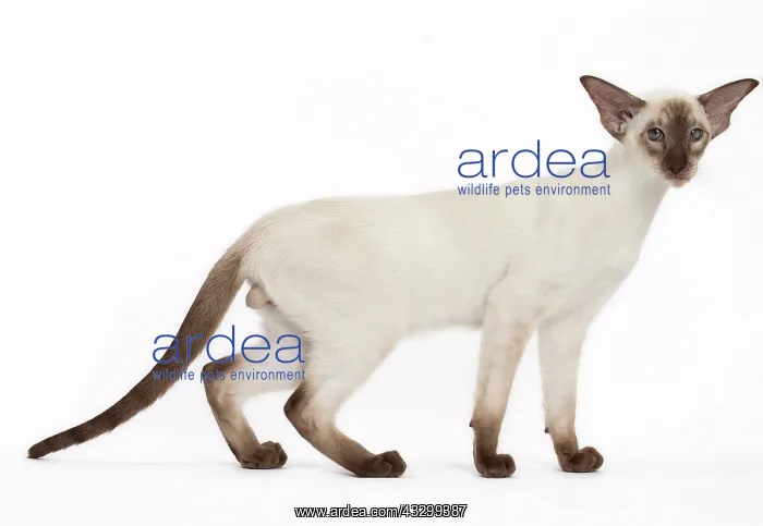 : Cat - Siamese : Cat - Siamese