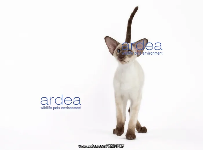 : Cat - Siamese : Cat - Siamese