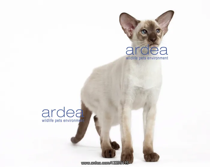 : Cat - Siamese : Cat - Siamese