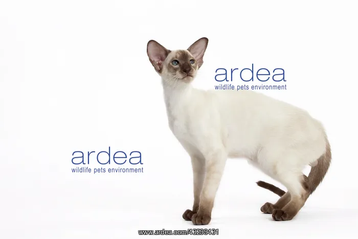 : Cat - Siamese : Cat - Siamese