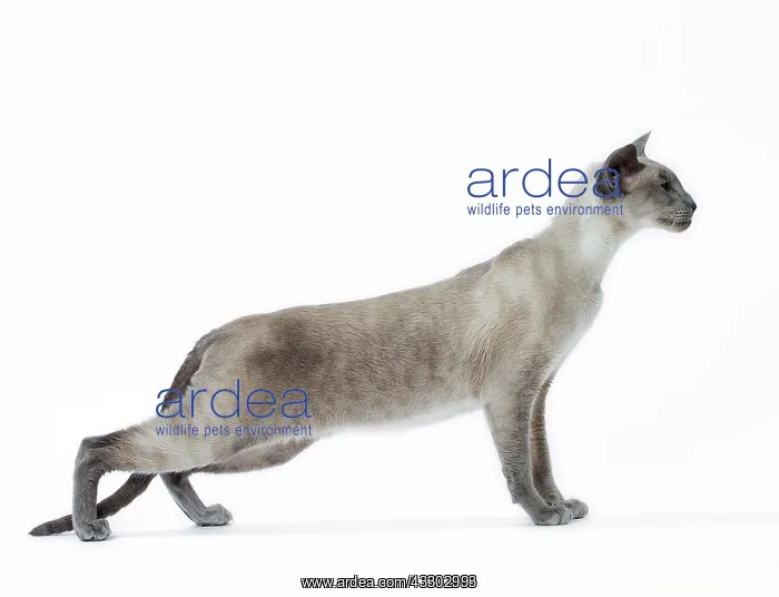 : Cat - Siamese : Cat - Siamese