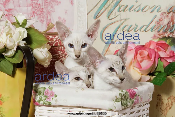  : Cat - three siamese in basket