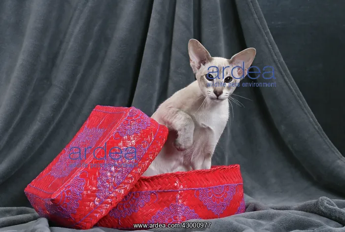  : Cat - Siamese in basket
