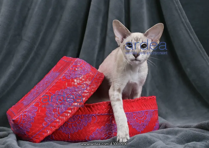  : Cat - Siamese in basket