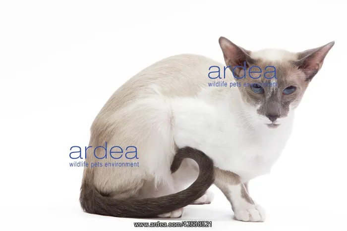  : Cat - Siamese - Blue point & white - 8 months old in studio