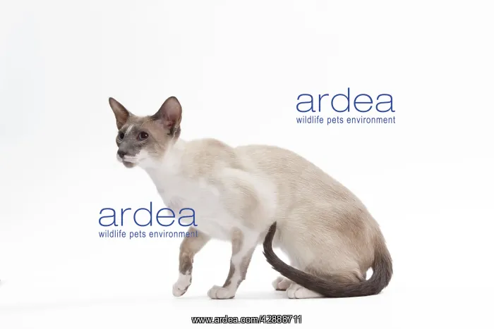 : Cat - Siamese - Blue point & white - 8 months old in studio : Cat - Siamese - Blue point & white - 8 months old in studio