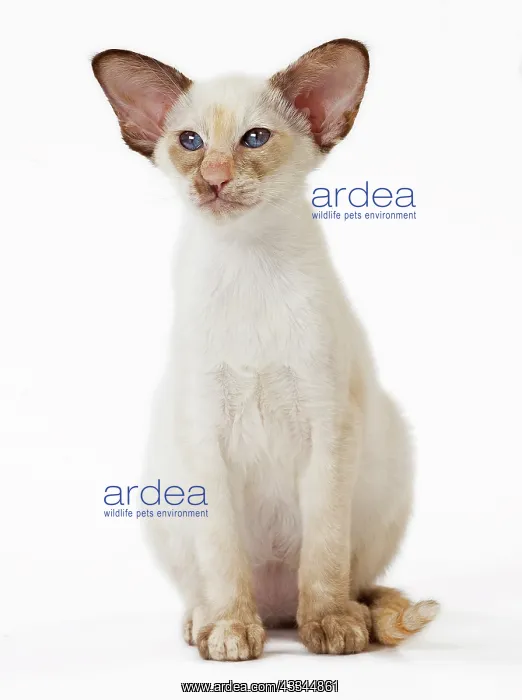 : Cat - Siamese Chocolate Tortie Point : Cat - Siamese Chocolate Tortie Point