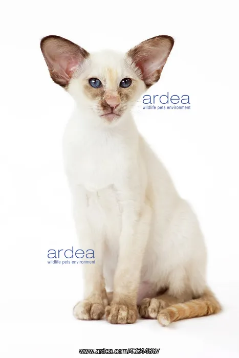 : Cat - Siamese Chocolate Tortie Point : Cat - Siamese Chocolate Tortie Point