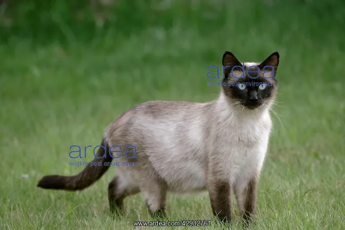 : Cat Siamese, female in grass, alert : Cat Siamese, female in grass, alert