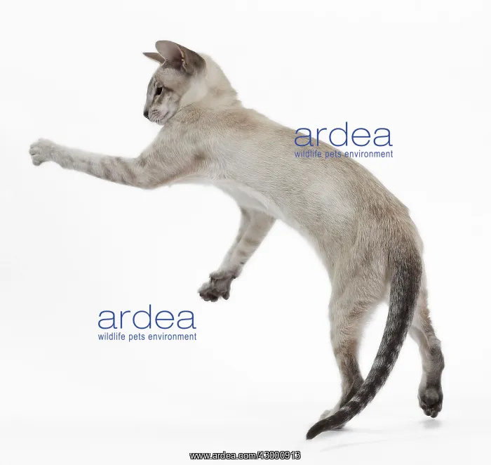 : Cat - Siamese jumping : Cat - Siamese jumping