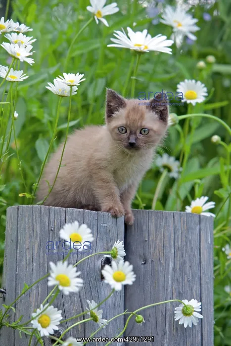  : Cat - Siamese Kitten chocolate point sitting in garden