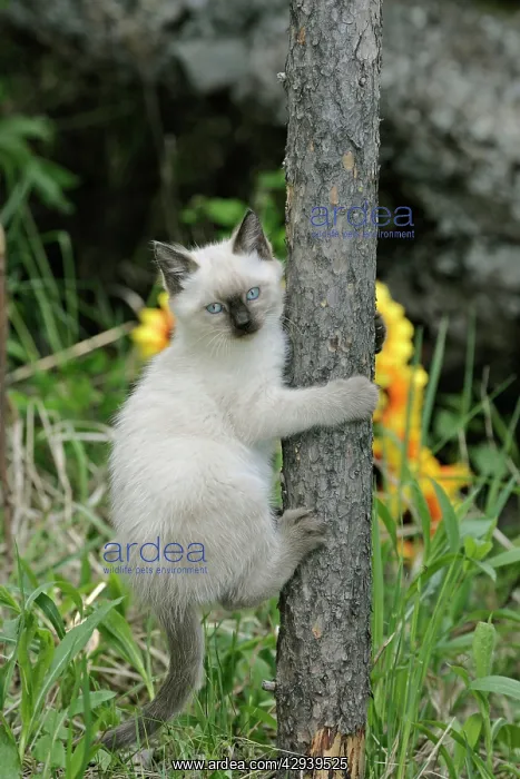 : Cat - Siamese Kitten climbing fencepost : Cat - Siamese Kitten climbing fencepost