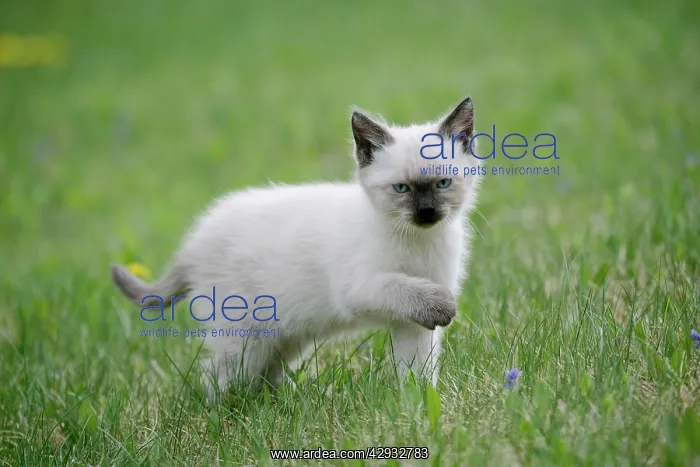: CAT - Siamese Kitten, exploring : CAT - Siamese Kitten, exploring