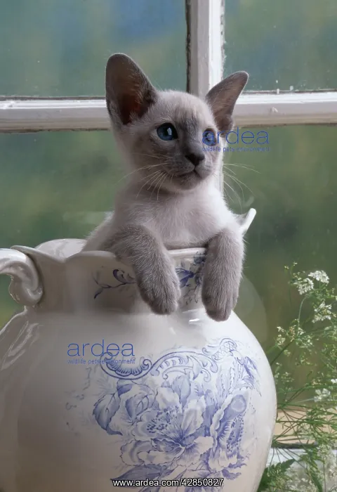 : CAT - SIAMESE KITTEN - IN JUG : CAT - SIAMESE KITTEN - IN JUG