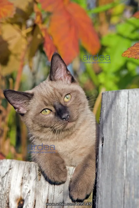 : Cat - Siamese Kitten lying on log in garden, portrait : Cat - Siamese Kitten lying on log in garden, portrait