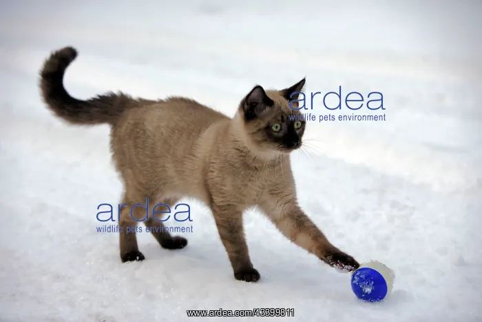 : Cat - Siamese Kitten playing with ball in snow : Cat - Siamese Kitten playing with ball in snow