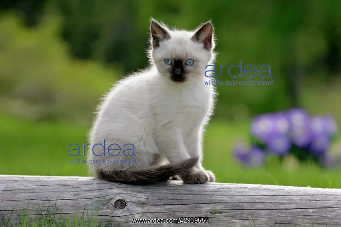 : Cat - Siamese Kitten sitting on log in yard : Cat - Siamese Kitten sitting on log in yard