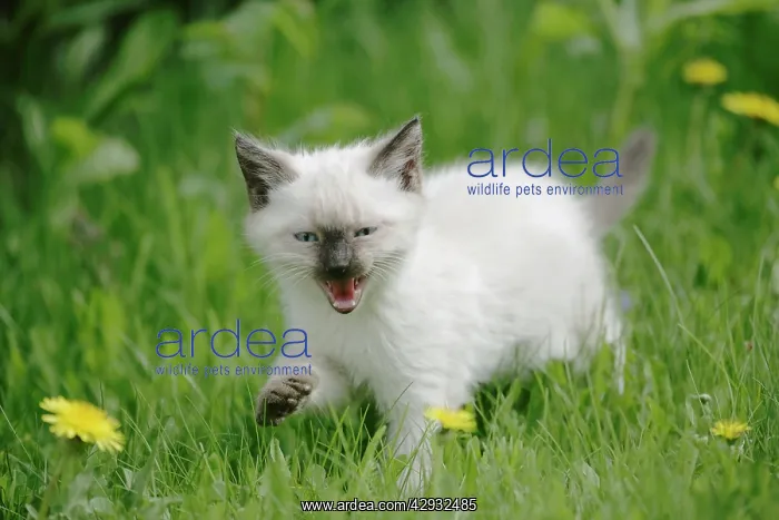 : Cat - Siamese Kitten walking in meadow, calling : Cat - Siamese Kitten walking in meadow, calling