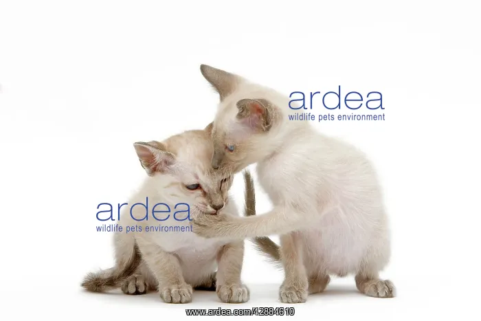 : Cat - Siamese - two kittens in studio grooming each other : Cat - Siamese - two kittens in studio grooming each other