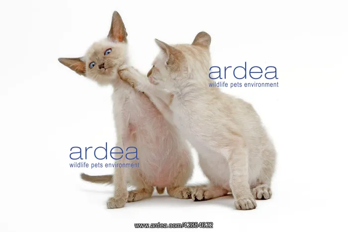 : Cat - Siamese - two kittens in studio play fighting : Cat - Siamese - two kittens in studio play fighting