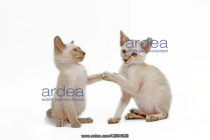 : Cat - Siamese - two kittens in studio play fighting : Cat - Siamese - two kittens in studio play fighting