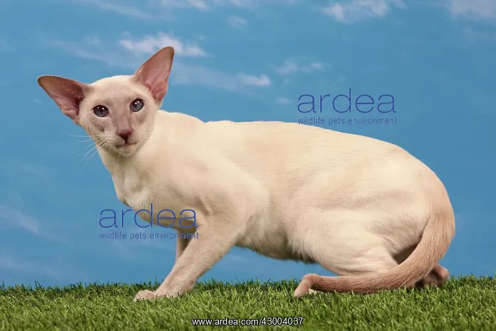  : Cat - Siamese Lilac Point