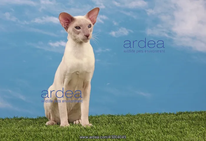  : Cat - Siamese Lilac Point
