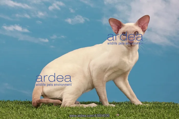  : Cat - Siamese Lilac Point