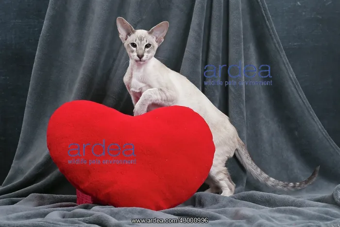 : Cat - Siamese with red heart cushion : Cat - Siamese with red heart cushion