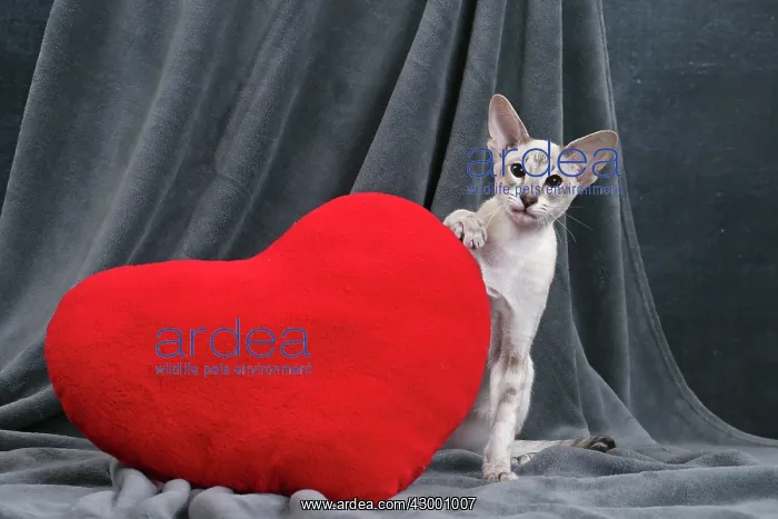 : Cat - Siamese with red heart cushion : Cat - Siamese with red heart cushion