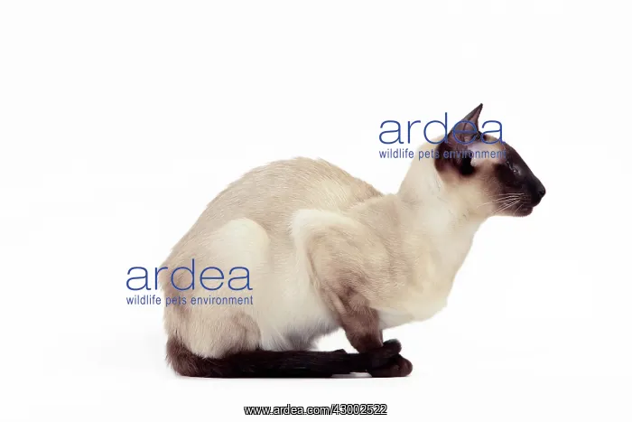  : Cat - Siamese Seal Point
