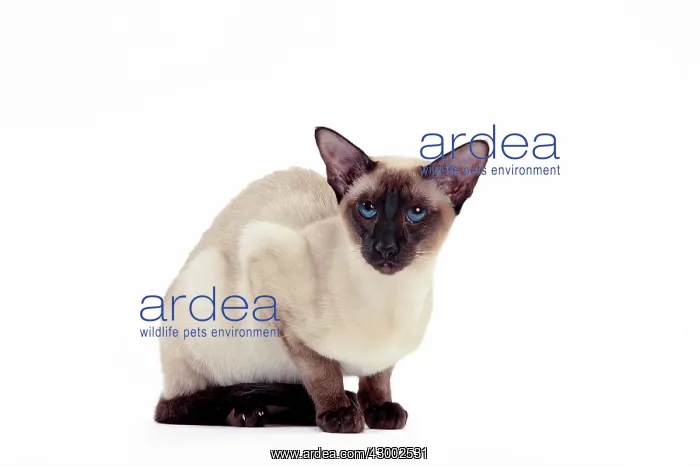  : Cat - Siamese Seal Point
