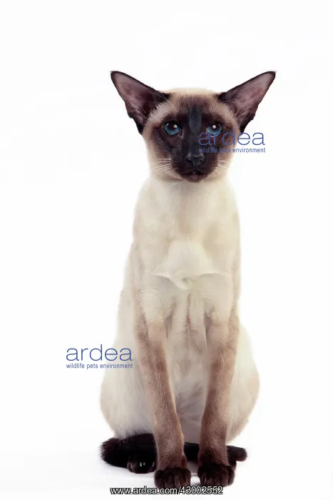  : Cat - Siamese Seal Point