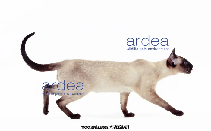  : Cat - Siamese Seal Point