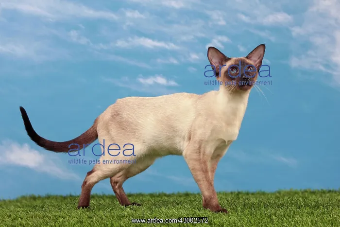  : Cat - Siamese Seal Point
