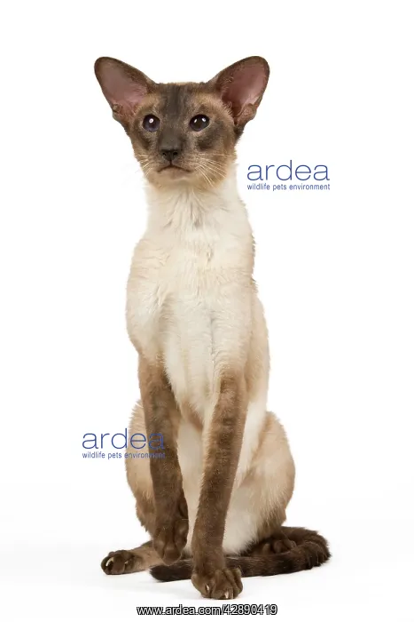 : Cat - Siamese Seal Smoke Point