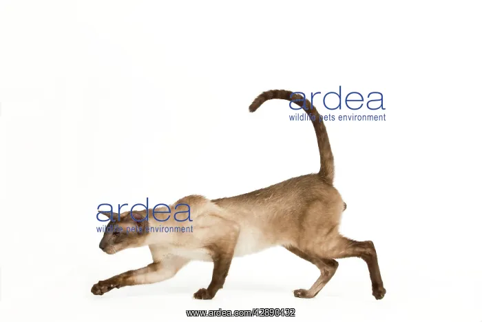  : Cat - Siamese Seal Smoke Point