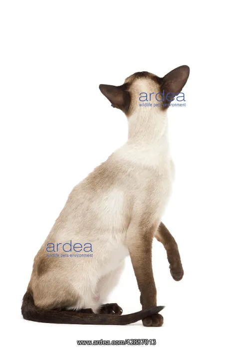  : Cat - Siamese in studio - seal point colouring