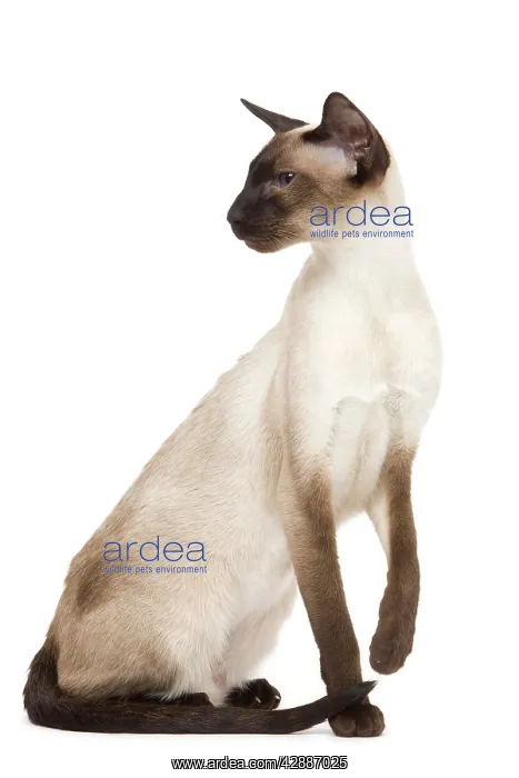  : Cat - Siamese in studio - seal point colouring