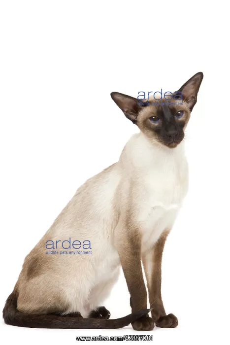  : Cat - Siamese in studio - seal point colouring