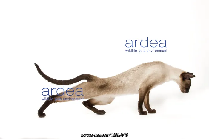 : Cat - Siamese in studio - seal point colouring : Cat - Siamese in studio - seal point colouring