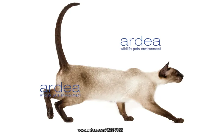  : Cat - Siamese in studio - seal point colouring