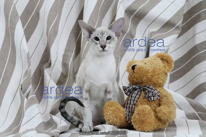  : Cat - Siamese with teddy bear