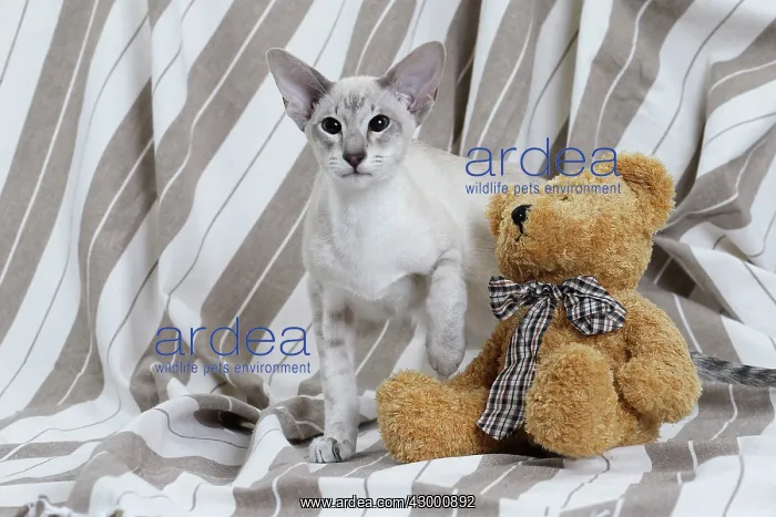  : Cat - Siamese with teddy bear