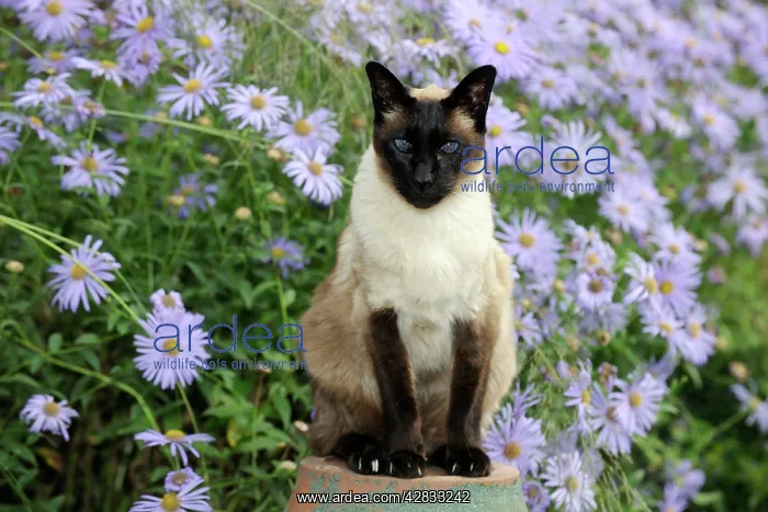  : CAT. Siamese x Balinese Seal Point