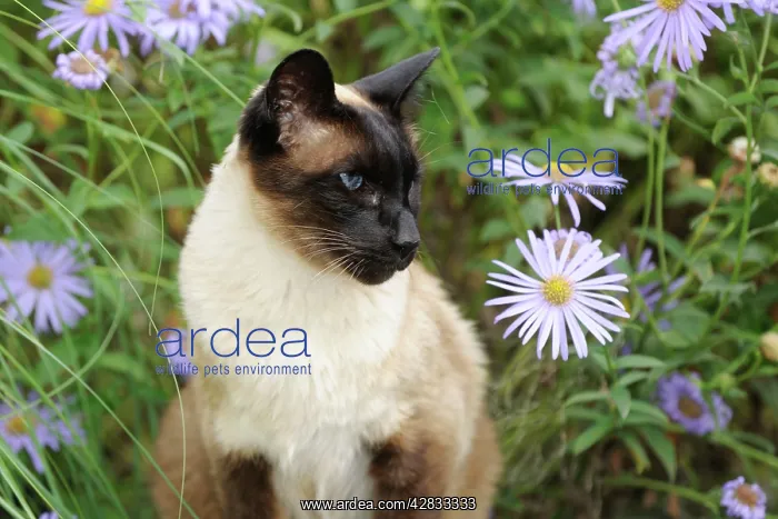  : CAT. Siamese x Balinese Seal Point