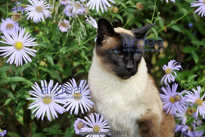  : CAT. Siamese x Balinese Seal Point